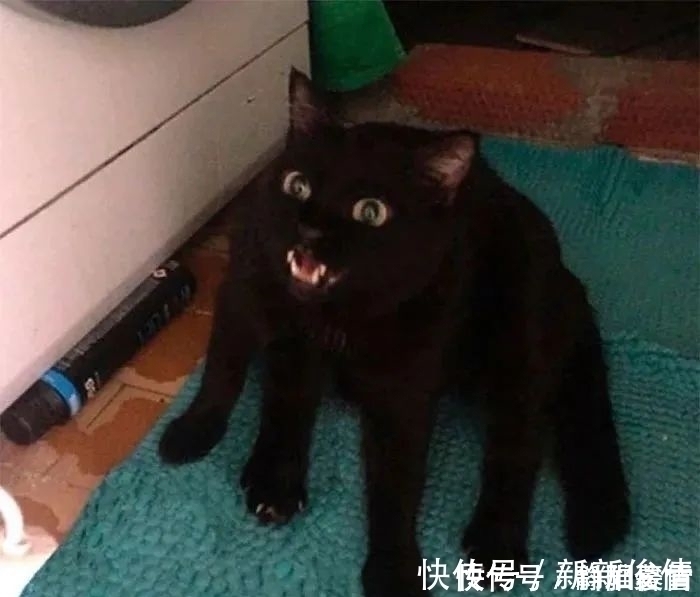 插画$插画家画了几只猫,被网友吐槽瞎画,放上原照后,人们直接无语