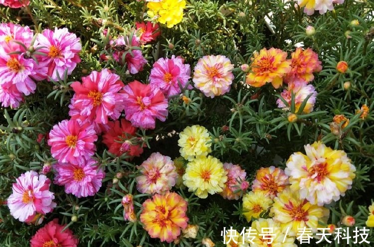 喜欢养花,不如养盆半枝莲,花开大半年,是盆栽佳品