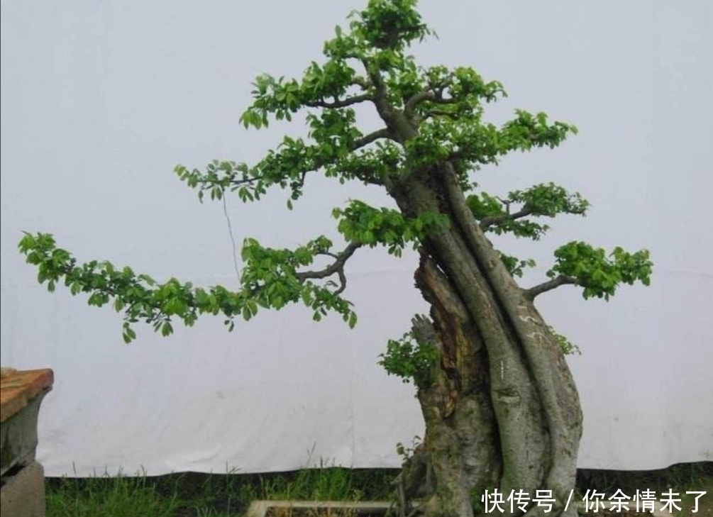 树姿|野外4种树,苍劲嶙峋,树姿优美,常被用来制作盆景