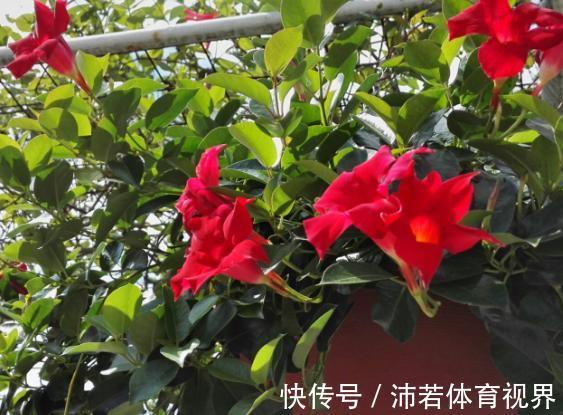 冬天|石竹花、大丽花、仙客来、飘香藤，冬日养殖，砰砰开花