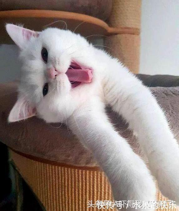 |开心一刻笑话:我公司女同事,长得白白嫩嫩,人高马大