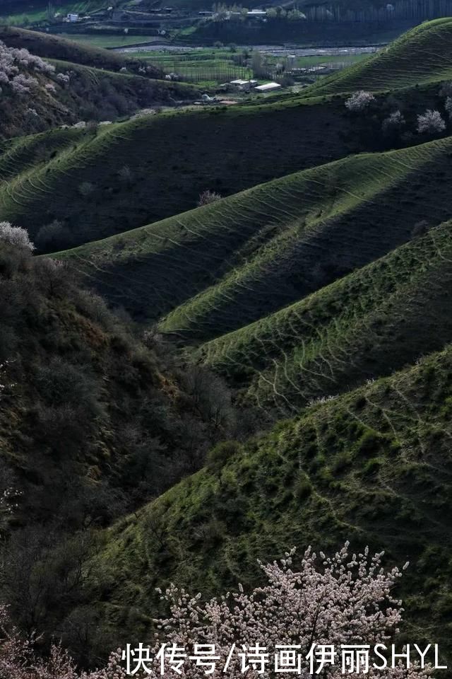 霍城大西沟花海拍摄记