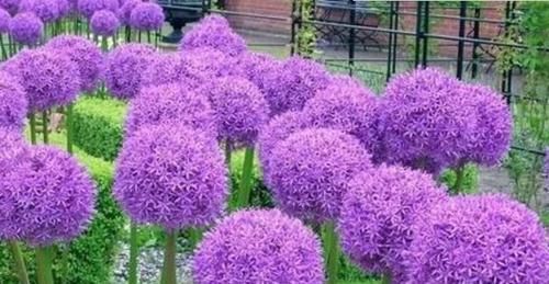  大岩桐|阳台养花，不妨养此4款植物，养在哪里都爆盆，早看早知道！