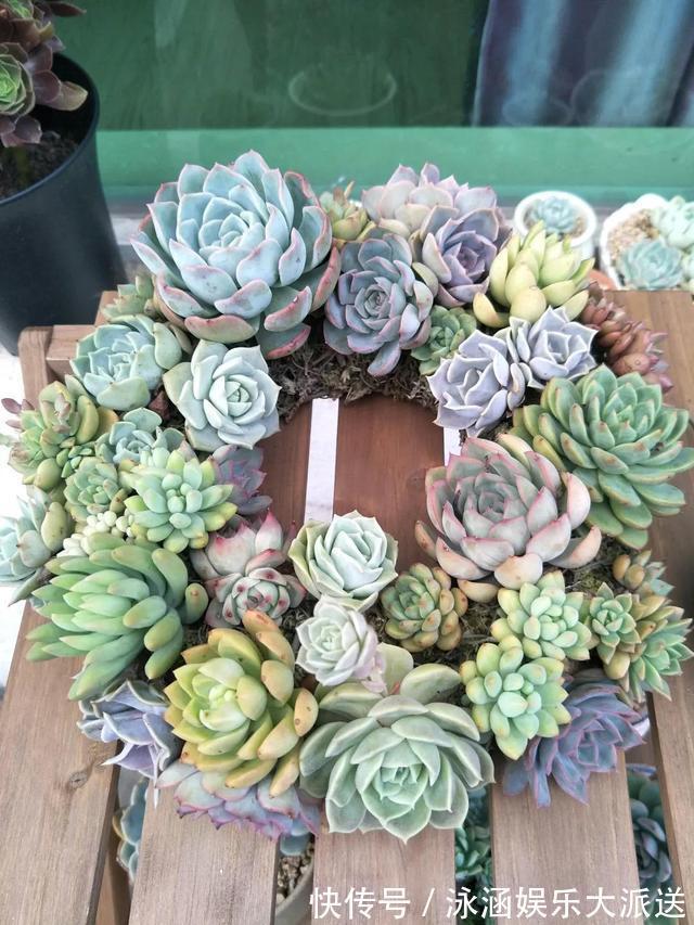 盆栽|她在医院垃圾桶“捡篮子”,拿来种多肉“颜值高”,人见人爱