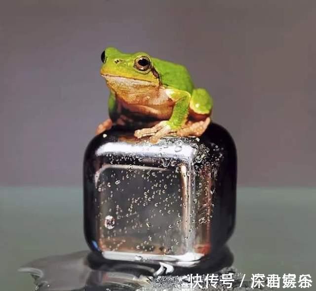 超写实主义@他画了一条金鱼,放大5倍后,网友大呼:相机可以扔了