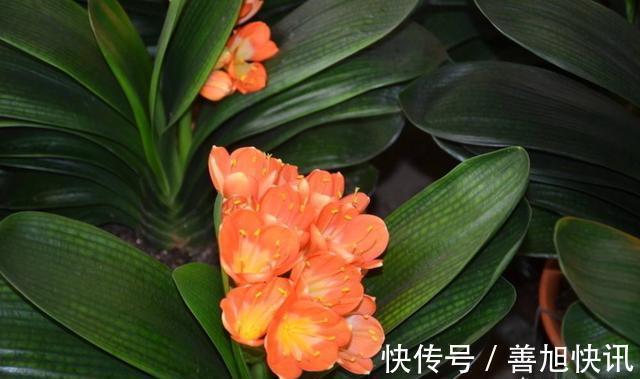 高手”用“黄土”养君子兰，一棵君子兰，不断生小芽，变成几十盆