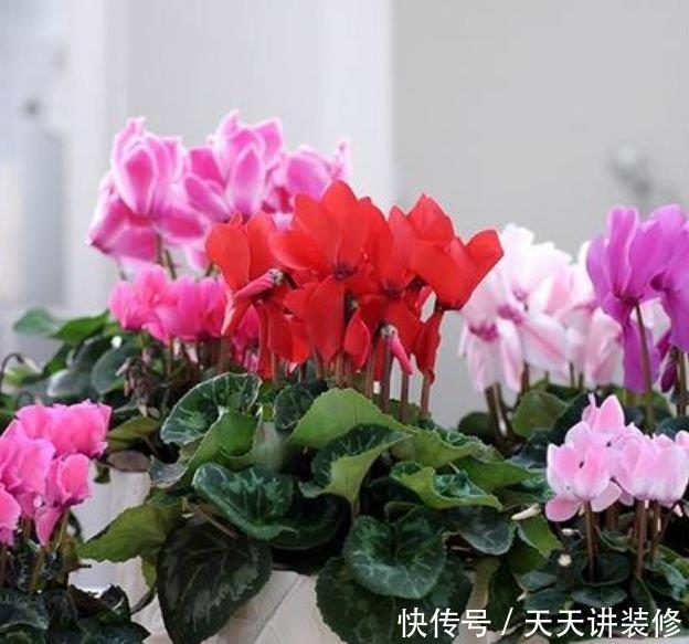 自带“福运”的3种花，开花漂亮财运来，枝头窜满花苞，美