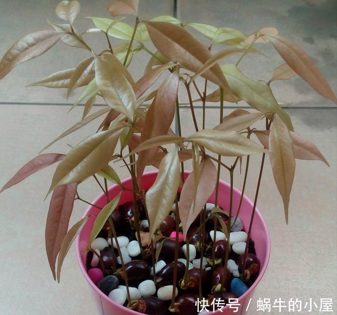 花盆|吃了荔枝核别扔，埋在花盆变盆栽，果子七八个，越热越长个