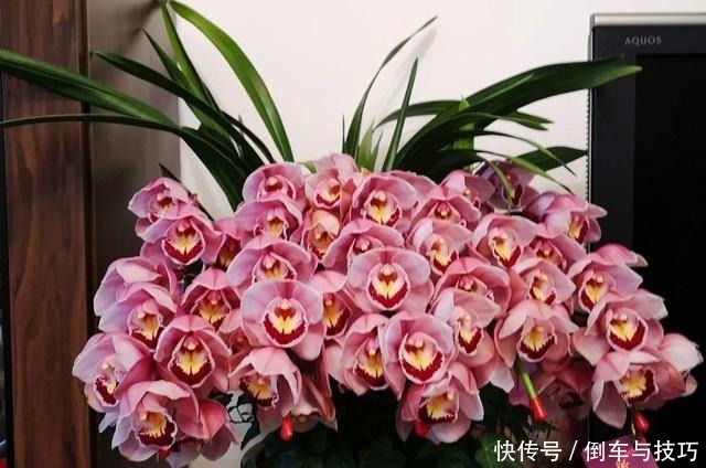 8种花,开完花别急着丢,剪一刀还能继续开!