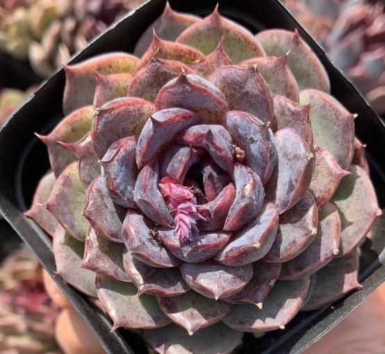 此款多肉名字霸气，养殖方法却很简单，满足这4点就够了