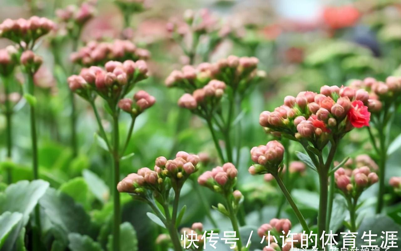 长寿花的花期到了,做好这6个方面,花苞密密麻麻,花朵开满了盆