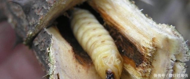 古代10斤米都换不到的斗米虫 现在最贵一条超100元 快资讯