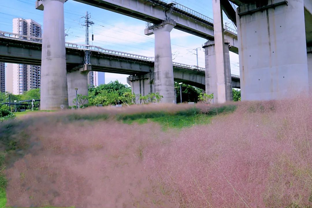 宋兹檀|随手一拍就是大片！在佛山，邂逅一片粉黛乱子草！