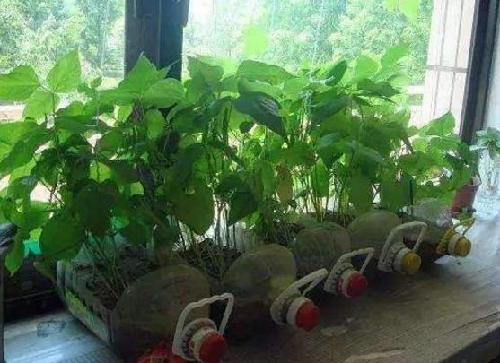 空油桶别扔,聪明人用来种菜种花,省了很多钱,别赔了夫人又折兵