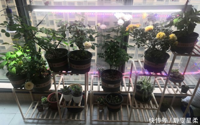 北阳台养花，选对植物，也能造个小花园