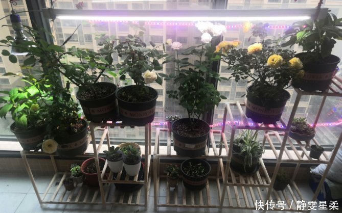 北阳台养花,选对植物,也能造个小花园