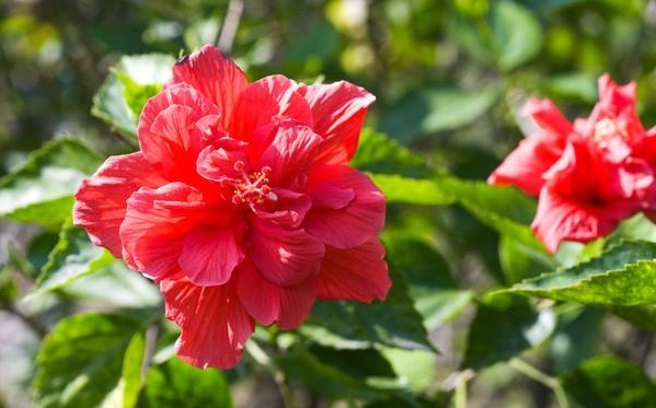 百花争艳的季节,养这些花朵,开花美艳动人,动不动就爆盆,超美
