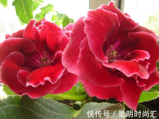 喜欢在家中养花,就要选择几种花色娇艳,花大漂亮好养的花