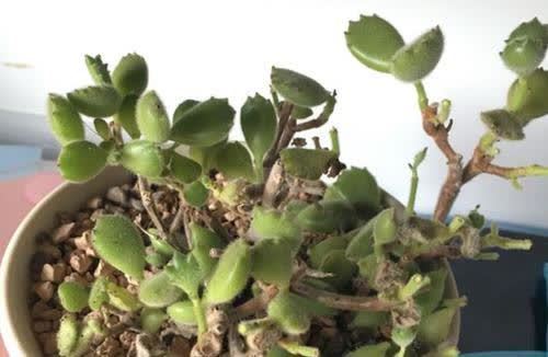 这些多肉养起来真麻烦 不勤修剪易徒长 新手要慎养 粉紫色 这些多肉养起来真麻烦 不勤修剪易徒长 新手要慎养 粉紫色