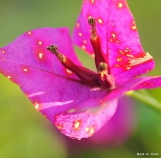 家养三角梅总是难开花这几点做好了，轻松花开爆满盆