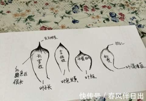 多肉植物|多肉吉娃娃叶片肥厚,叶尖红润似指尖,被誉为多肉里的杨贵妃