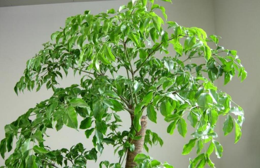 养幸福，树叶子发黄干枯，该如何解决？