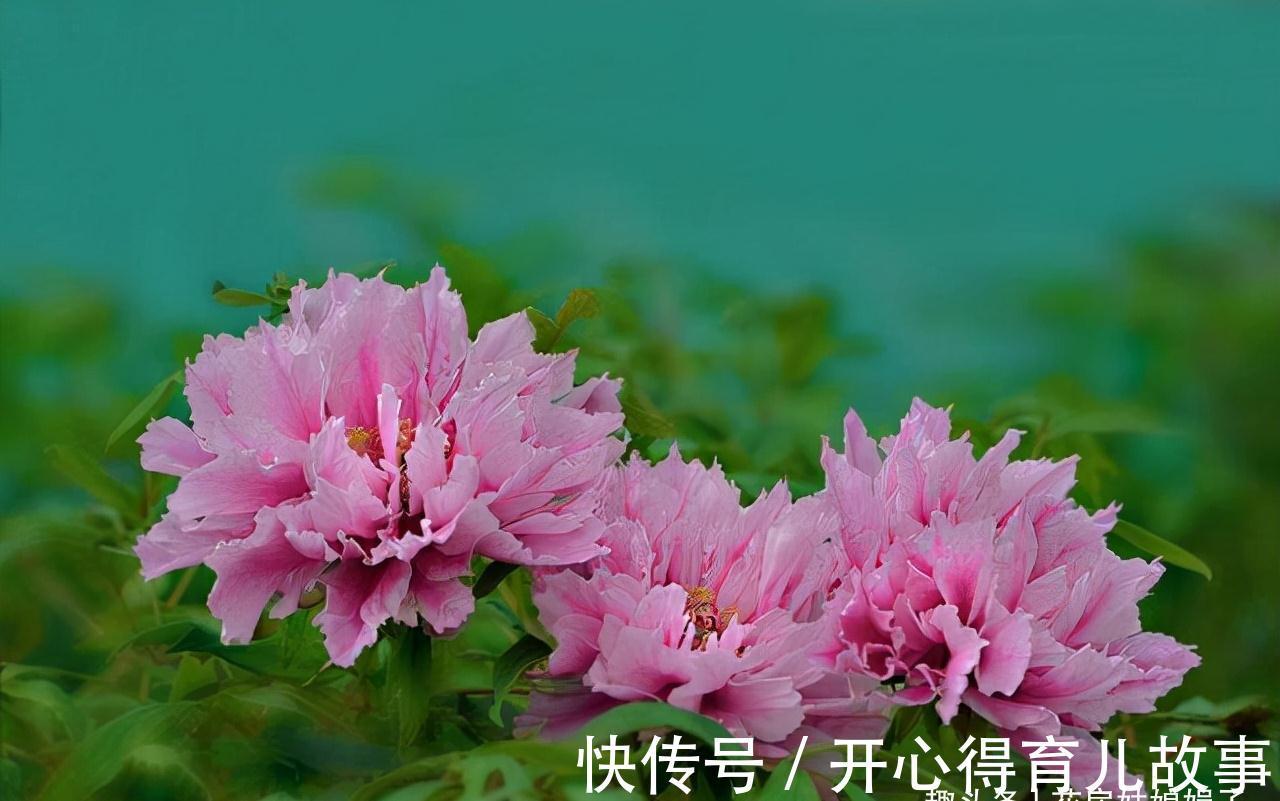 这八种花卉的香味堪比“香水”,阳台上栽一盆,花香就能飘满屋