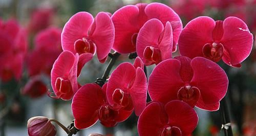  茉莉花|适合新手养的4种花，一年多次开花，香气浓郁