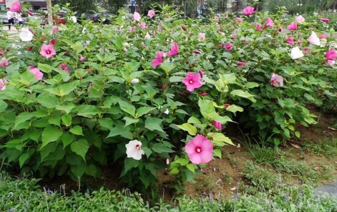 有1种花朵,能长的脸一样大,而且十分好养活,花友不妨快养一盆
