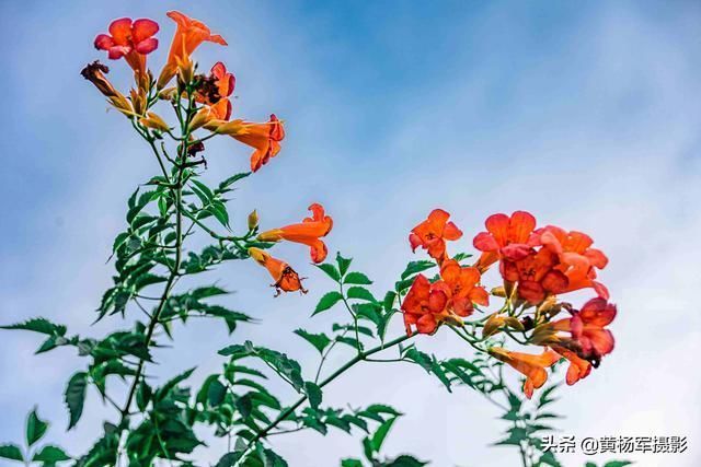 淡蓝天空下红艳绽放的凌霄花,绚丽妩媚,烂漫多姿的花朵开满枝头