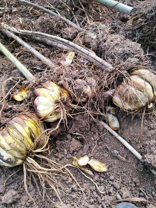 一年生一窝的5种花，越养越多，养它们不花钱还能赚钱！