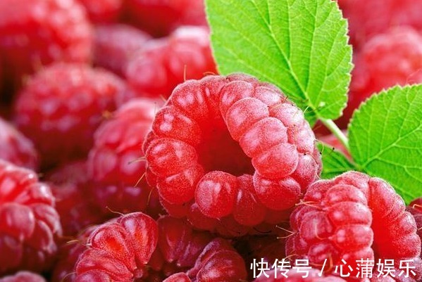 树莓|这四种果树放阳台养,一盆能挂满果,居然节约不少买水果的钱