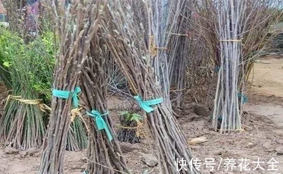 家门口种棵“吉祥花”,满树都开花,还有“镇宅”好兆头