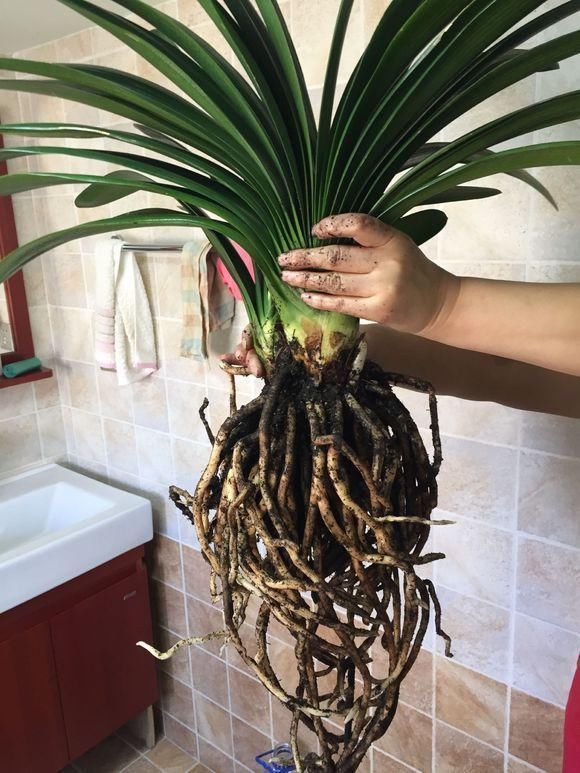 换盆不做这件事,就等于白换了,一年也不长个