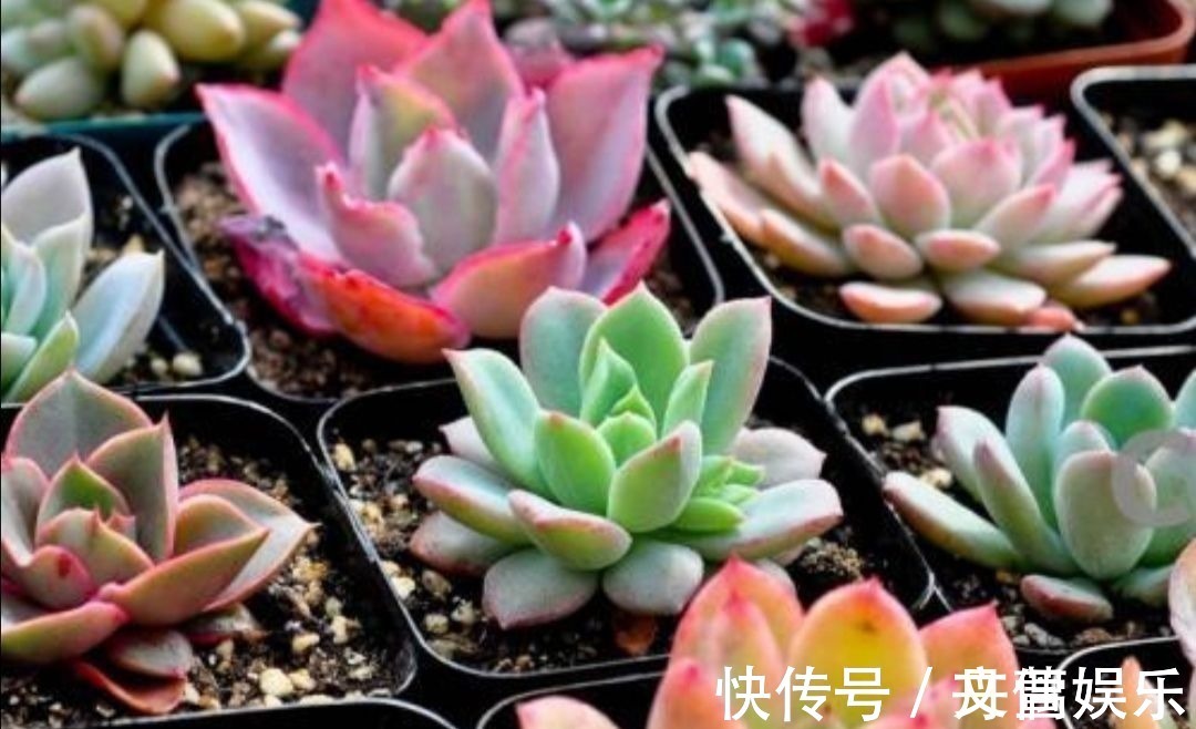 6种花怕水涝,勤快人养不好,浇水多了就烂根