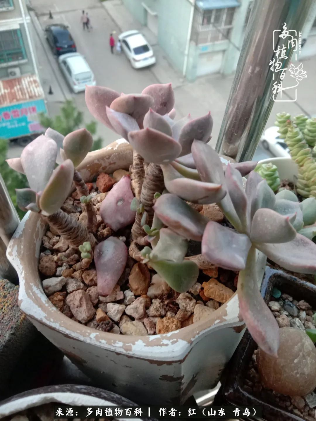 多肉度个夏，回到解放前！曾经有多美，现在就有多丑！