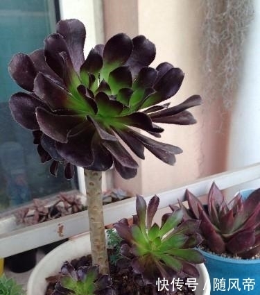 来自地狱的暗黑系多肉—黑法师,多肉中的黑玫瑰,普货中的战斗机