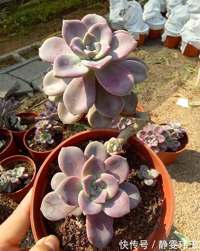 想把多肉养成悬崖桩，满足“三要求”，遇水疯长，爆崽一堆小崽