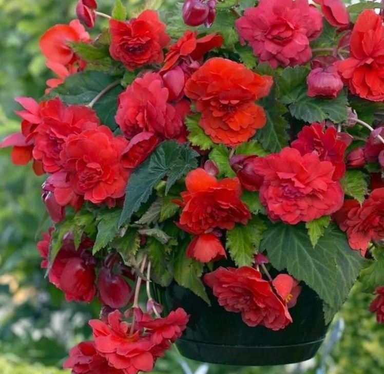 养花就养个花期长的,花大色艳,花姿妖娆,四季繁花似锦