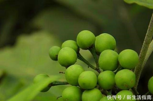 山沟沟一种野草名叫“刺天茄”，繁殖数量快价值高，遇到珍惜！