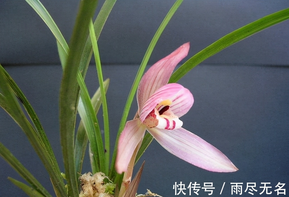 这几种花冬天开爆盆,但一般人家养得不多,现在养正开花,很漂亮