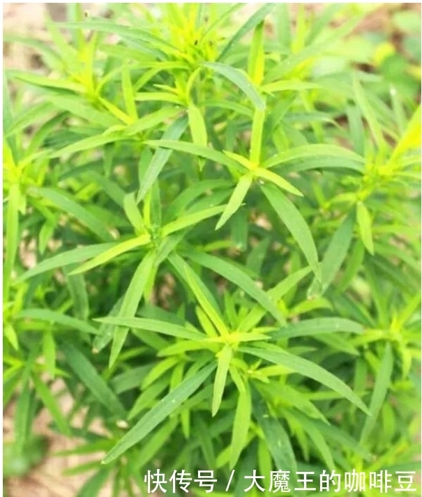 春季不可不食的6大野菜,改善膳食结构营养价值高,尝尝鲜足以!