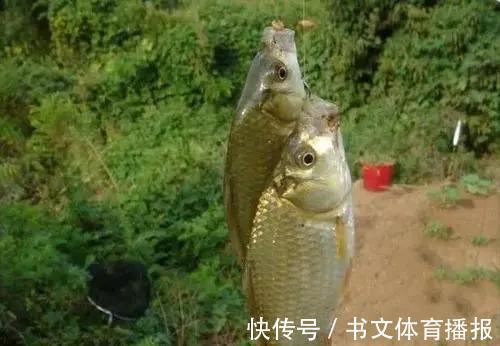 红糖|夏季野钓鲫鱼,麦粒这样用,小鱼闹窝也能钓到大板鲫