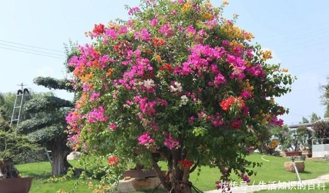 想省心就养这些花,没有病虫害,就爱开花!想省心就养这些花,没有病虫害,就爱开花!