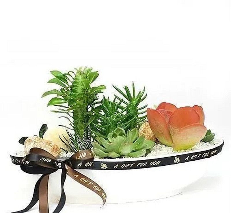 最全多肉养护法!十足干货!自己收藏就不用问别人啦!