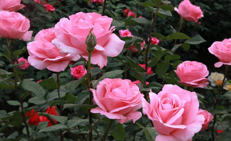 春天里|7种月季,不怕酷夏,30度也开得美,一开上百天,值得入手的品种