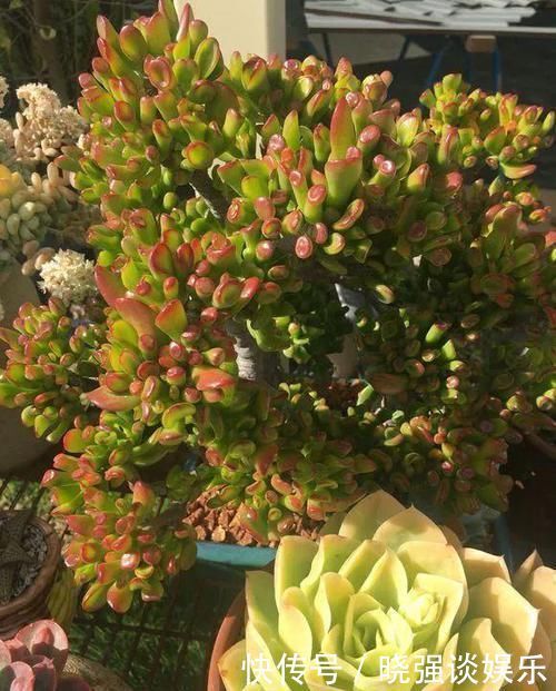 大腿|养了20年的玉树，杆子比大腿还粗，满树白花跟下雪了一样