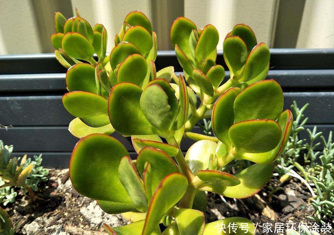 壮观|5种常见的多肉秀美又壮观,养护时,一定要避开这几个雷区
