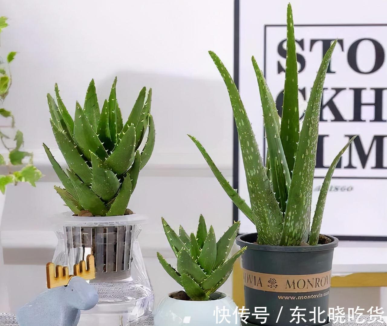 人养花,花亦养人,能促进“睡眠”的9种花,卧室再小也要养