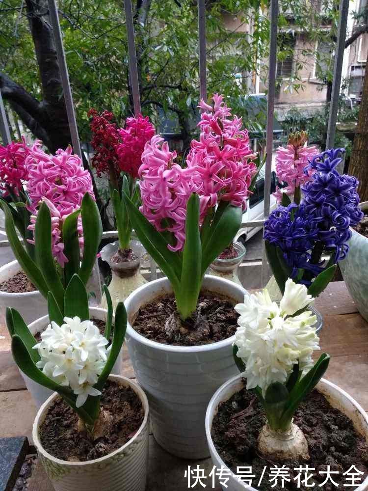  精力|4种“一次性”花卉，开完就赶紧扔掉，浪费精力也不再开花